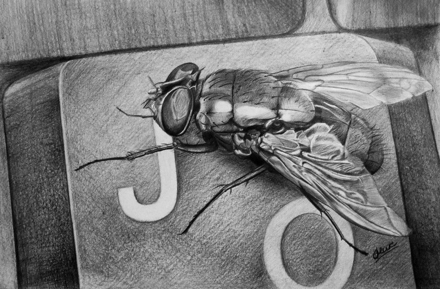 3d рисунок муха фото