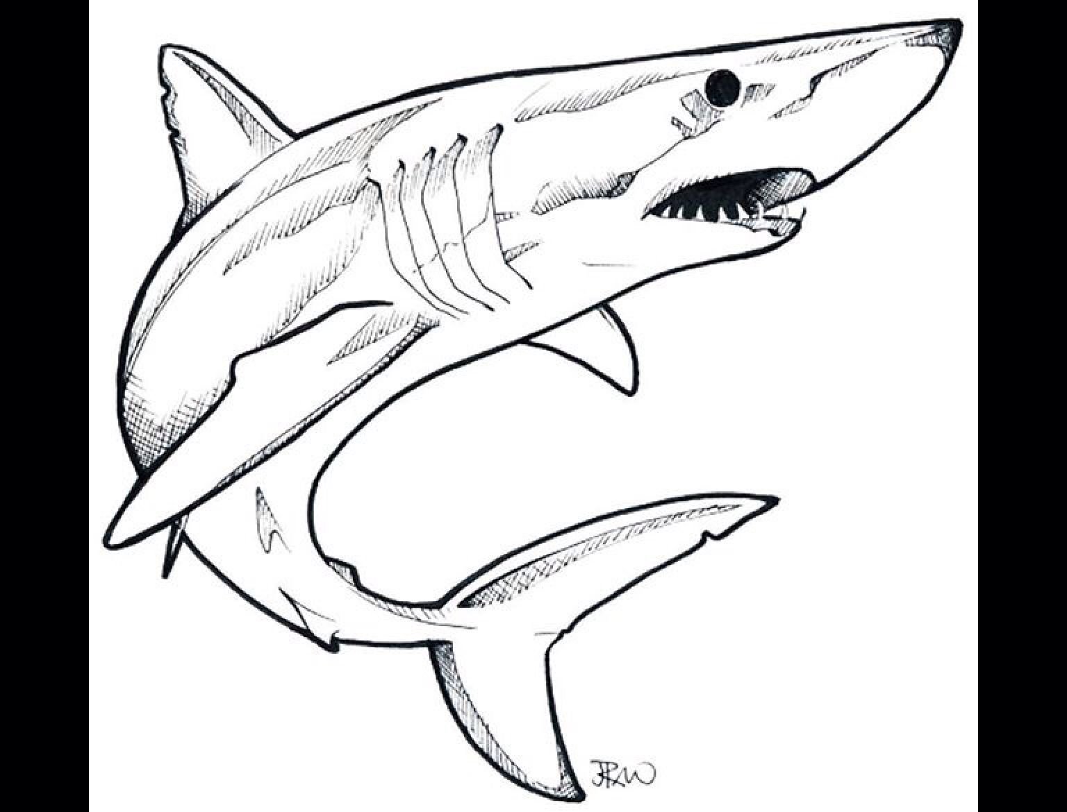Акула эскиз рисунок фото