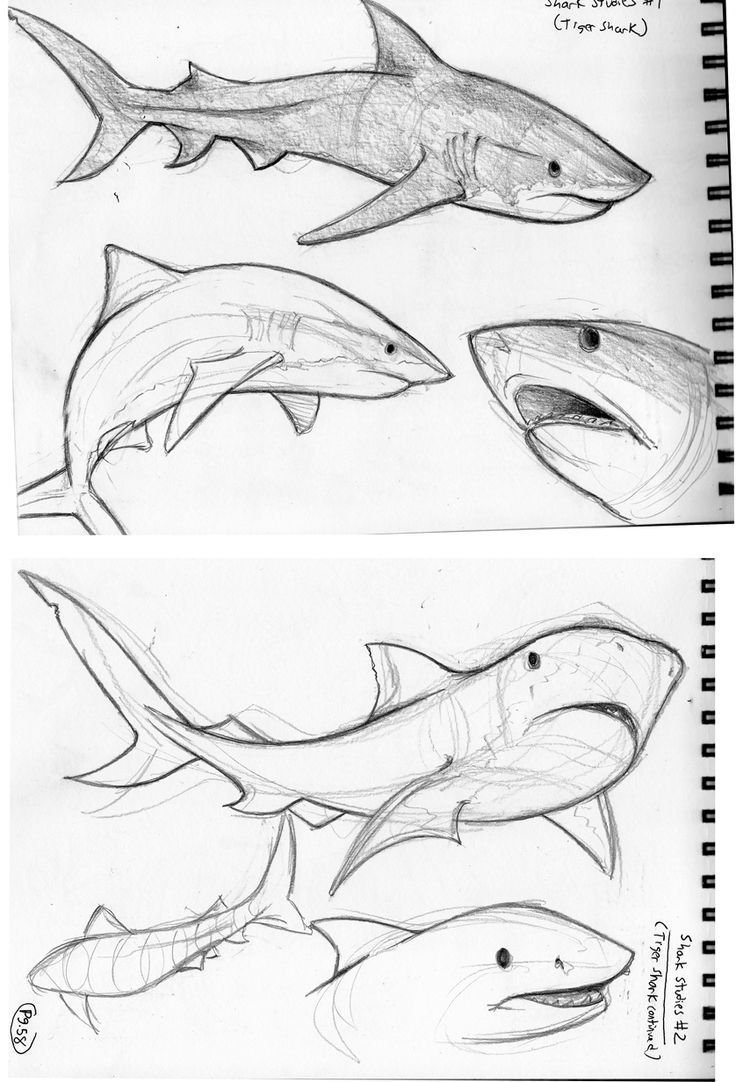 Акула рисунок легкий поэтапно фото