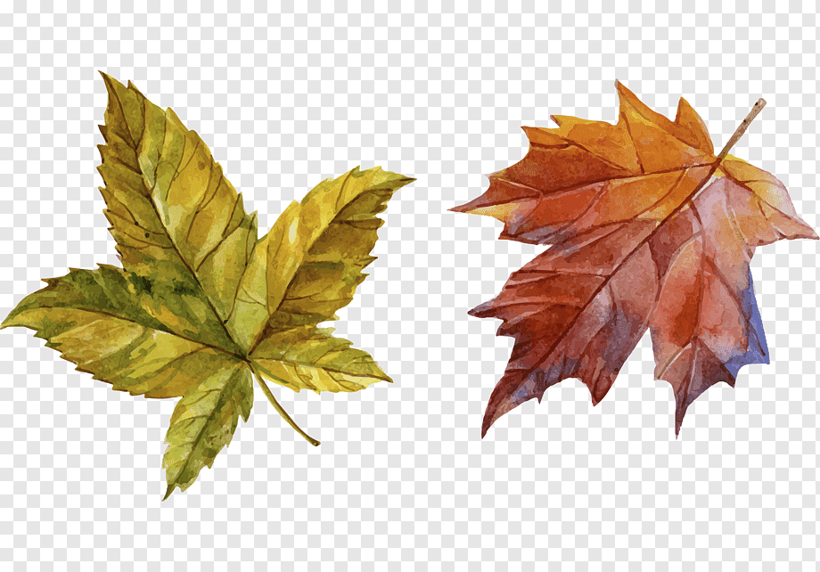 Акварельные осенние листья на прозрачном фоне фото