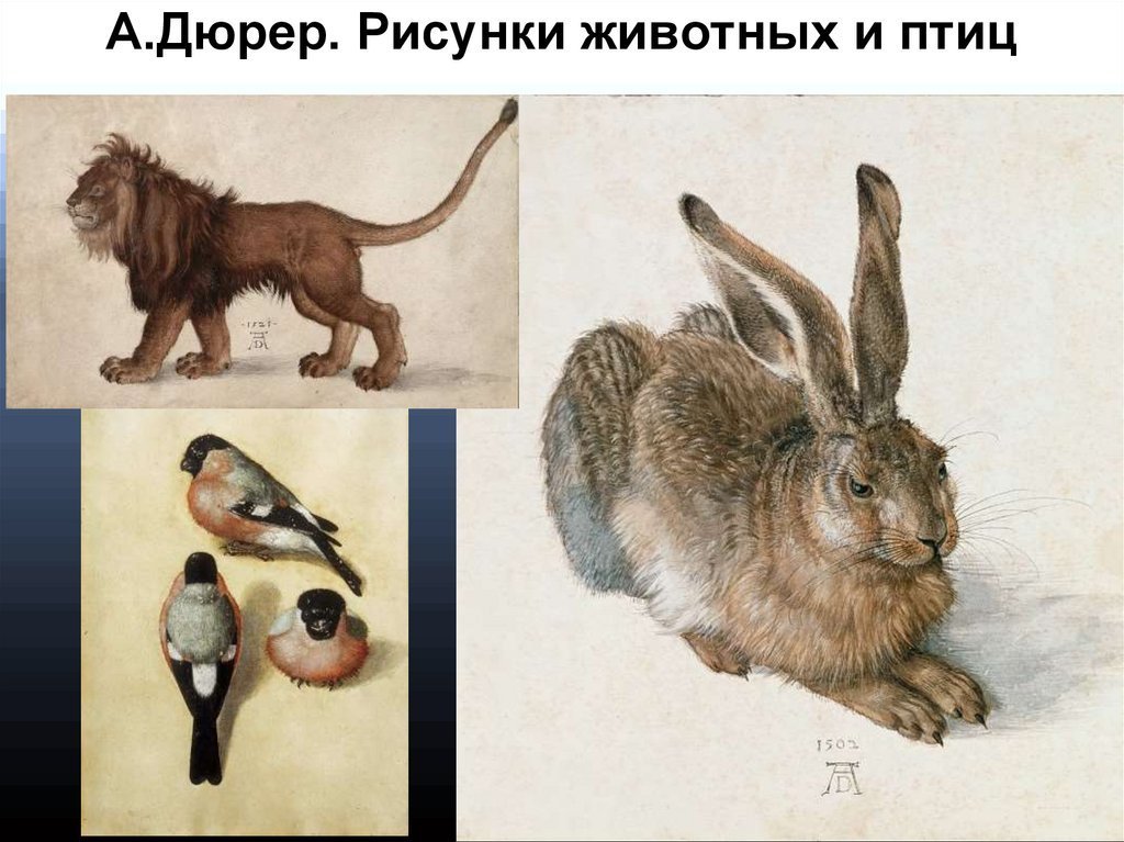 Альбрехт дюрер рисунок животных фото
