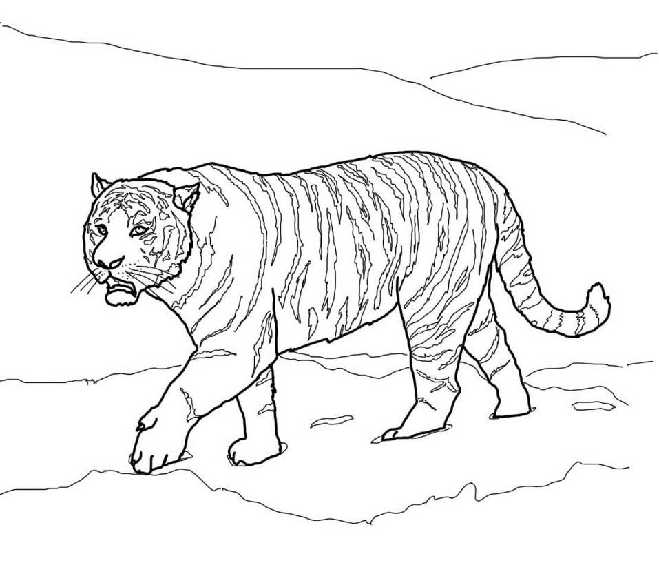 Амурский тигр детский рисунок фото