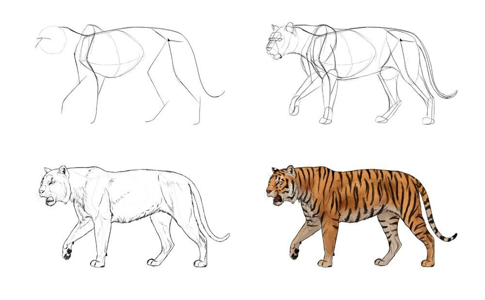 Амурский тигр рисунок для детей легкий поэтапно карандашом фото