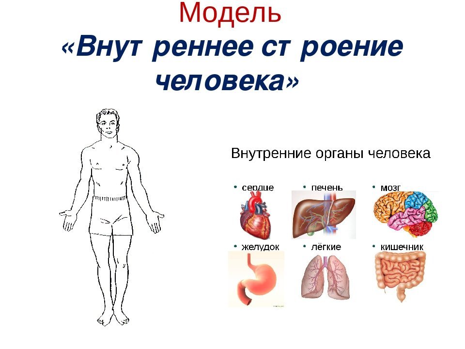 Аппликации строение человека фото