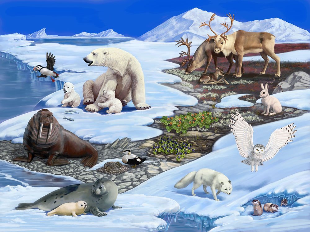 Арктическая пустыня рисунок детский фото