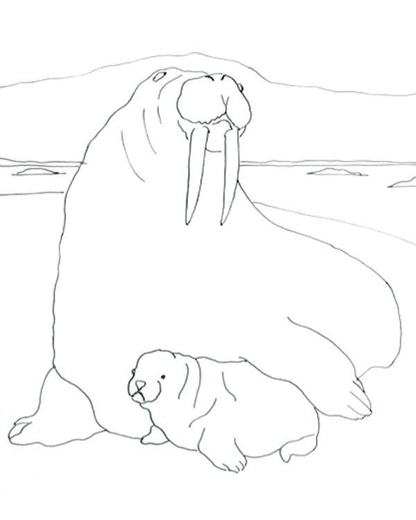 Атлантический морж рисунок детский фото