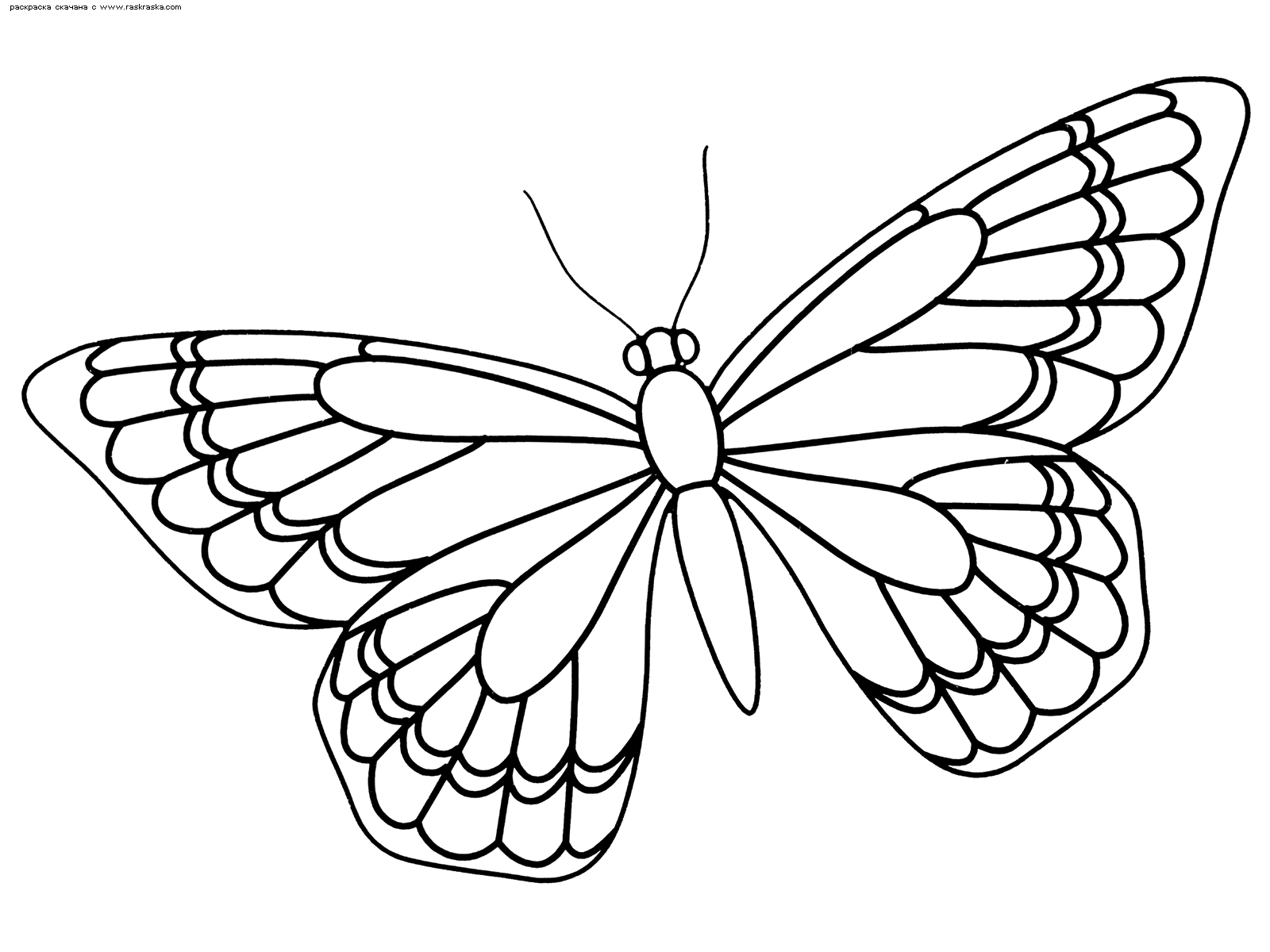 Бабочка контурный рисунок для детей фото