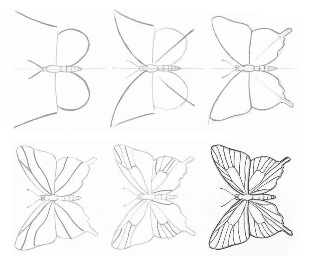 Бабочка рисунок карандашом для начинающих простая фото