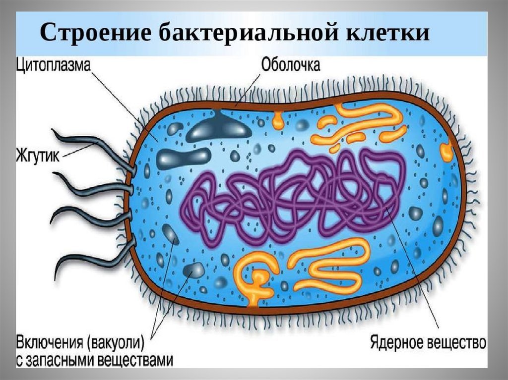 Бактерия животного рисунок фото