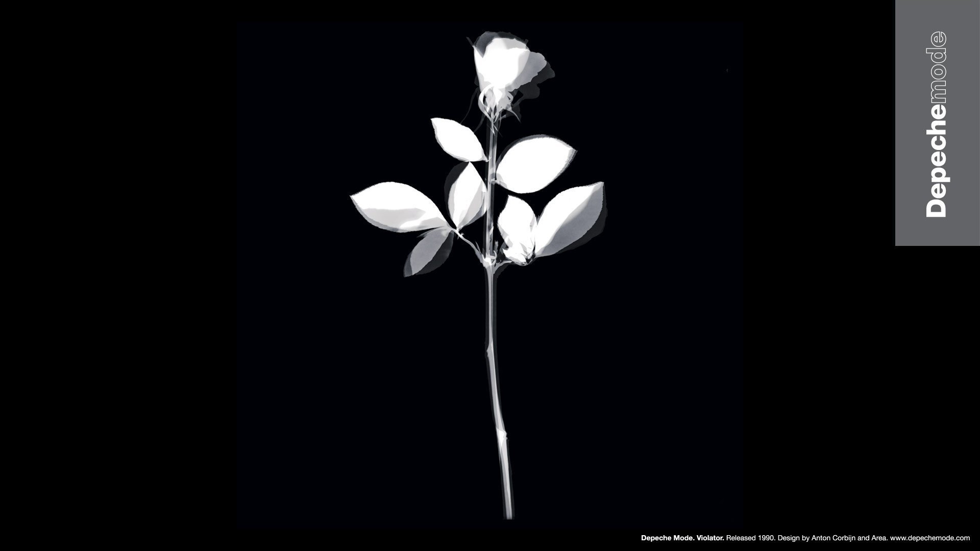 Белая роза на черном фоне рисунок фото