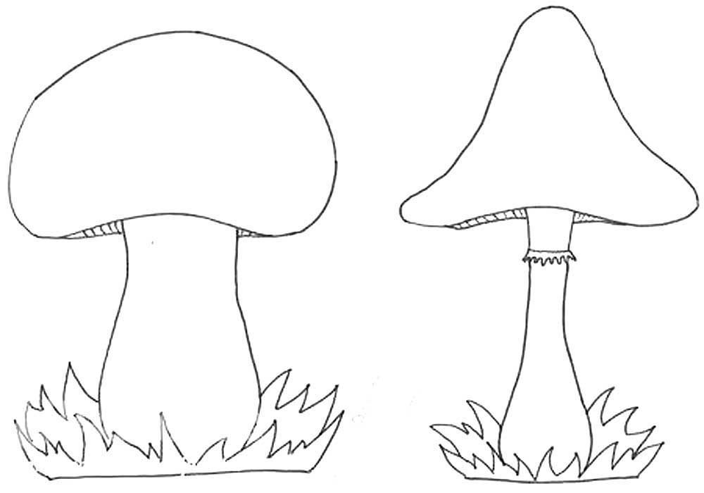 Белый гриб контурный рисунок фото