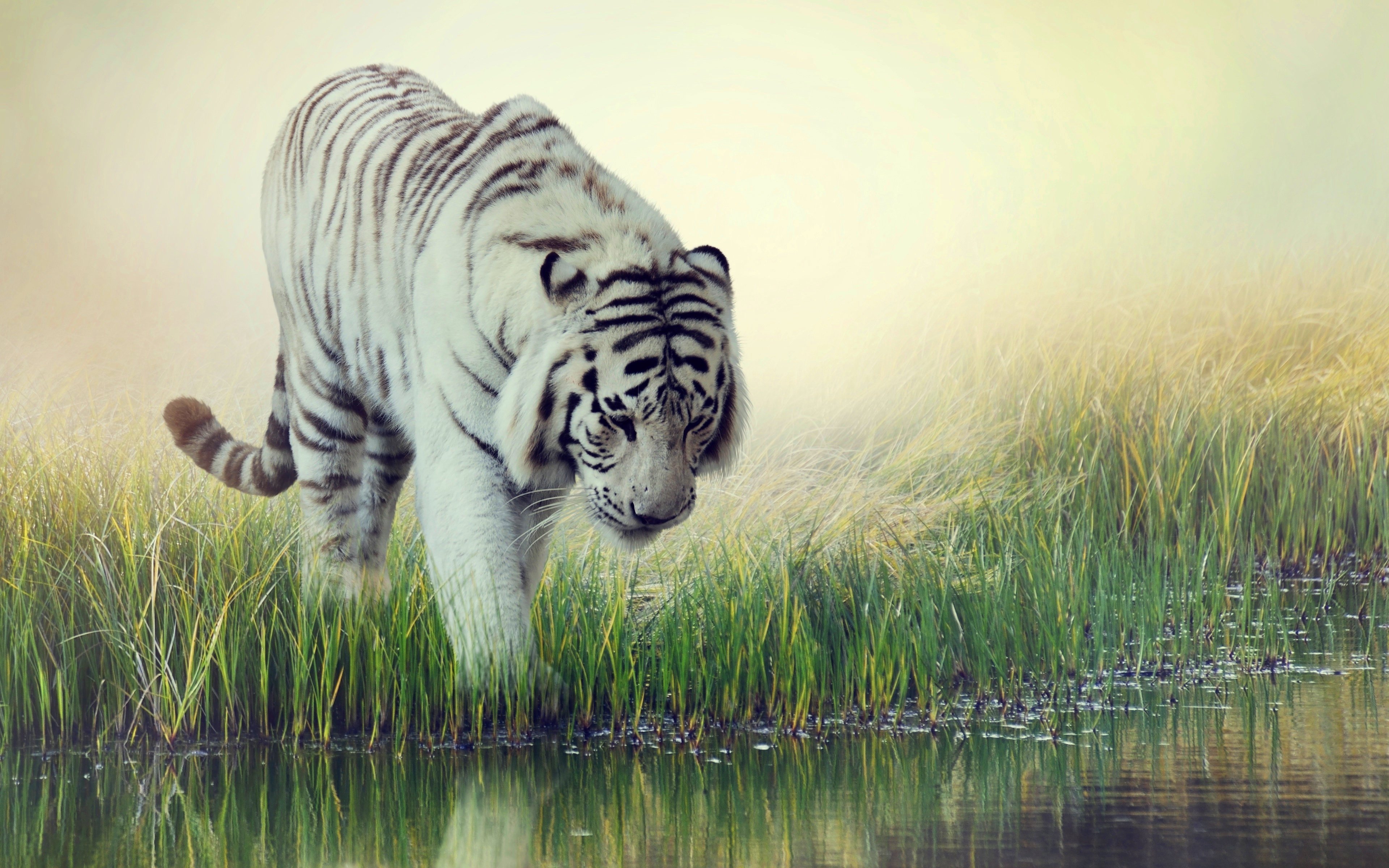 Белый тигр животное рисунок фото