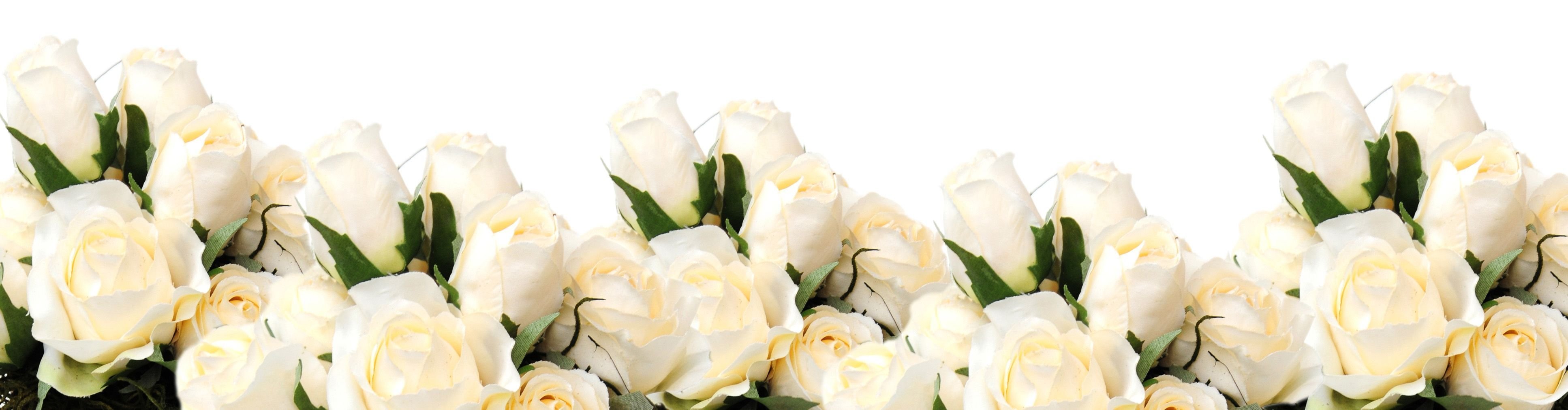 Белые и розовые розы на прозрачном фоне фото
