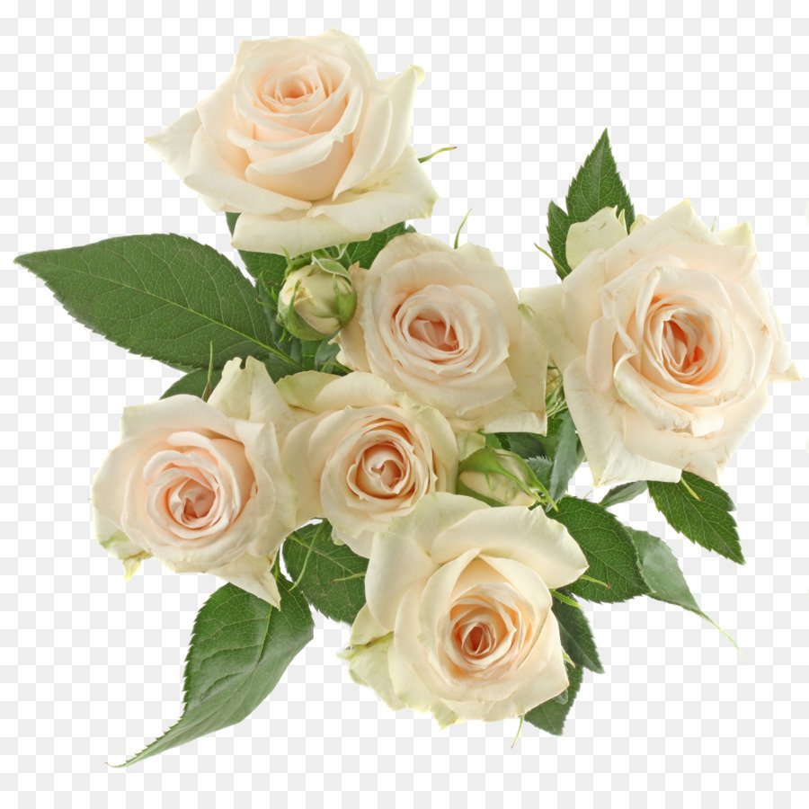 Белые розы на прозрачном фоне фото