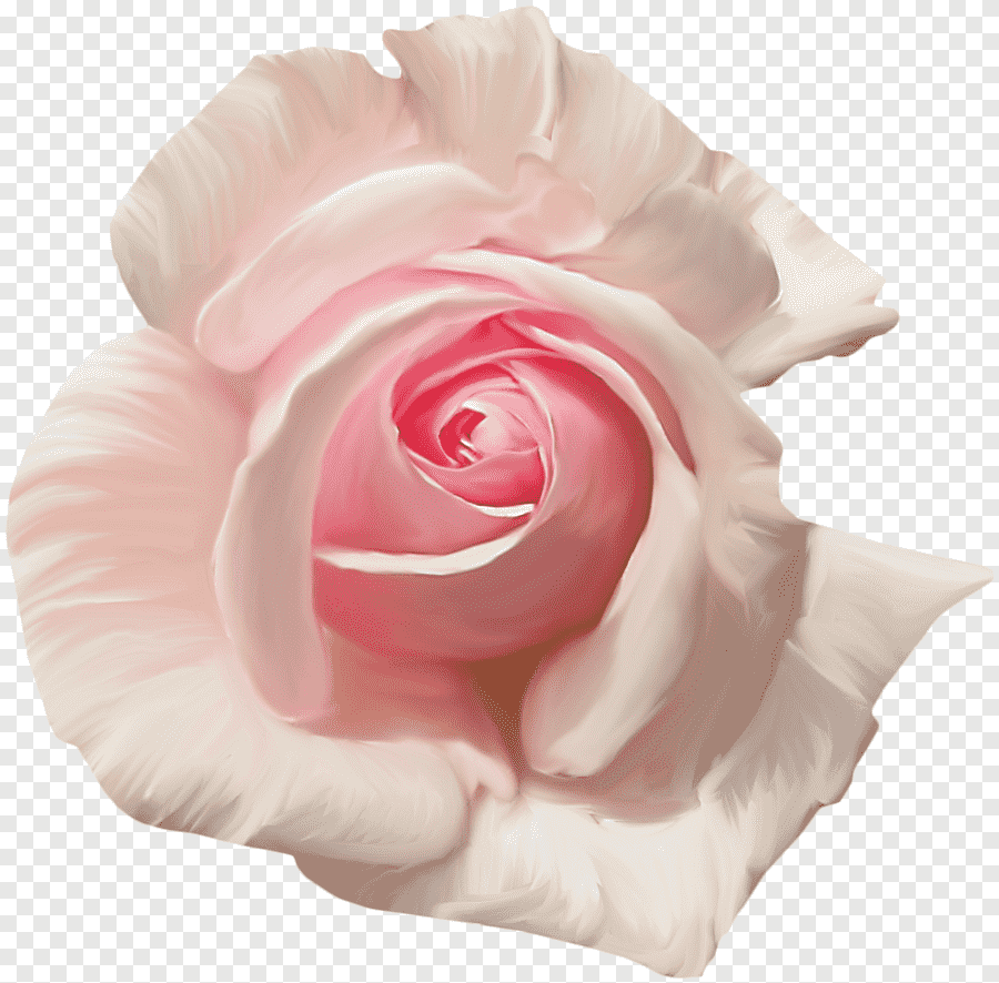 Бледно розовые розы на прозрачном фоне фото