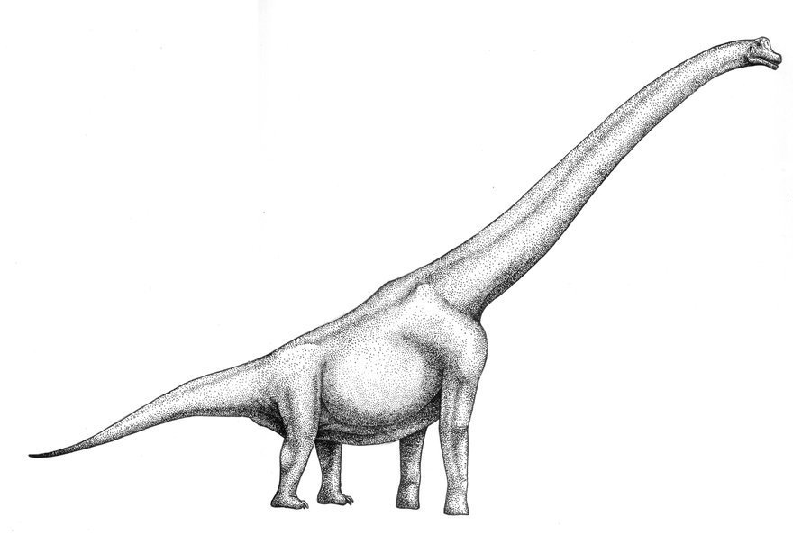 Бронтозавр детский рисунок фото