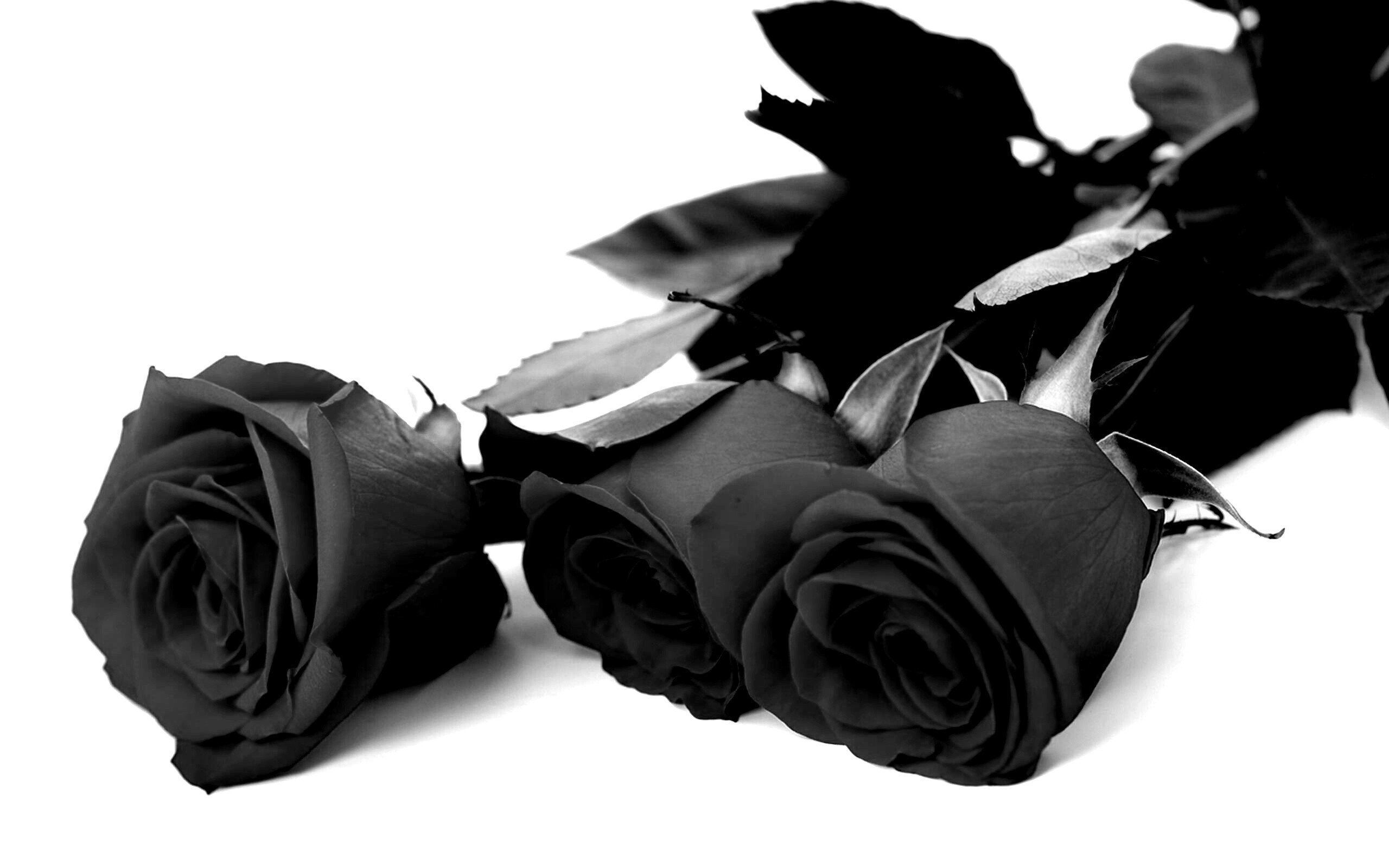 Букет черных роз на прозрачном фоне фото