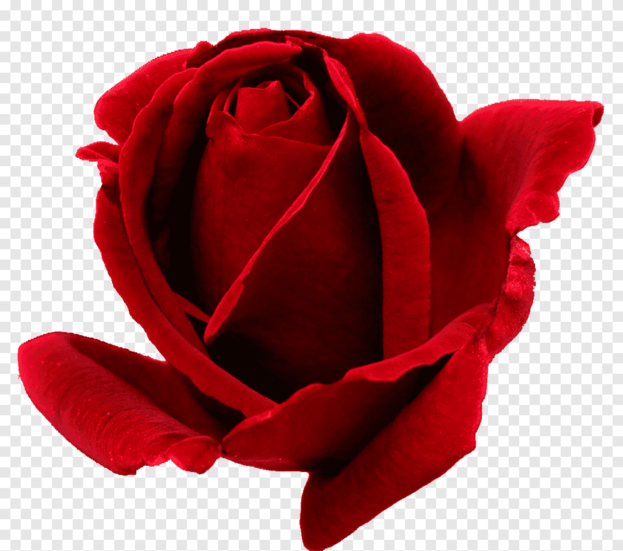 Бутон розы на прозрачном фоне фото