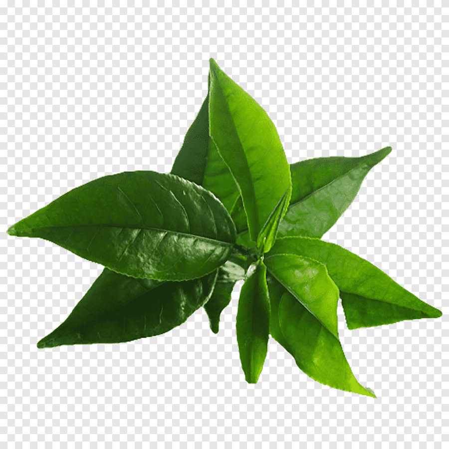 Чайные листья на прозрачном фоне фото