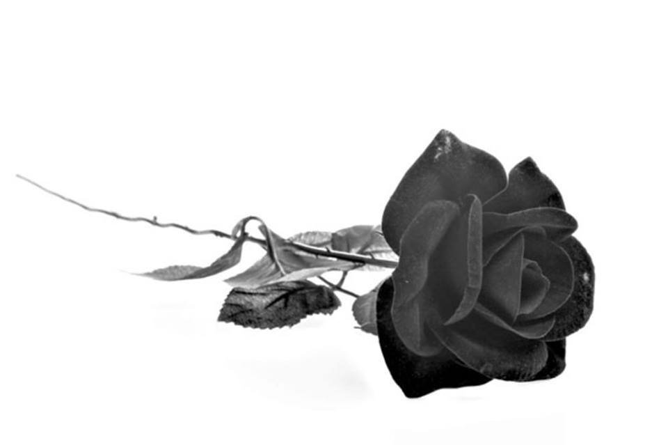 Черная роза на прозрачном фоне фото