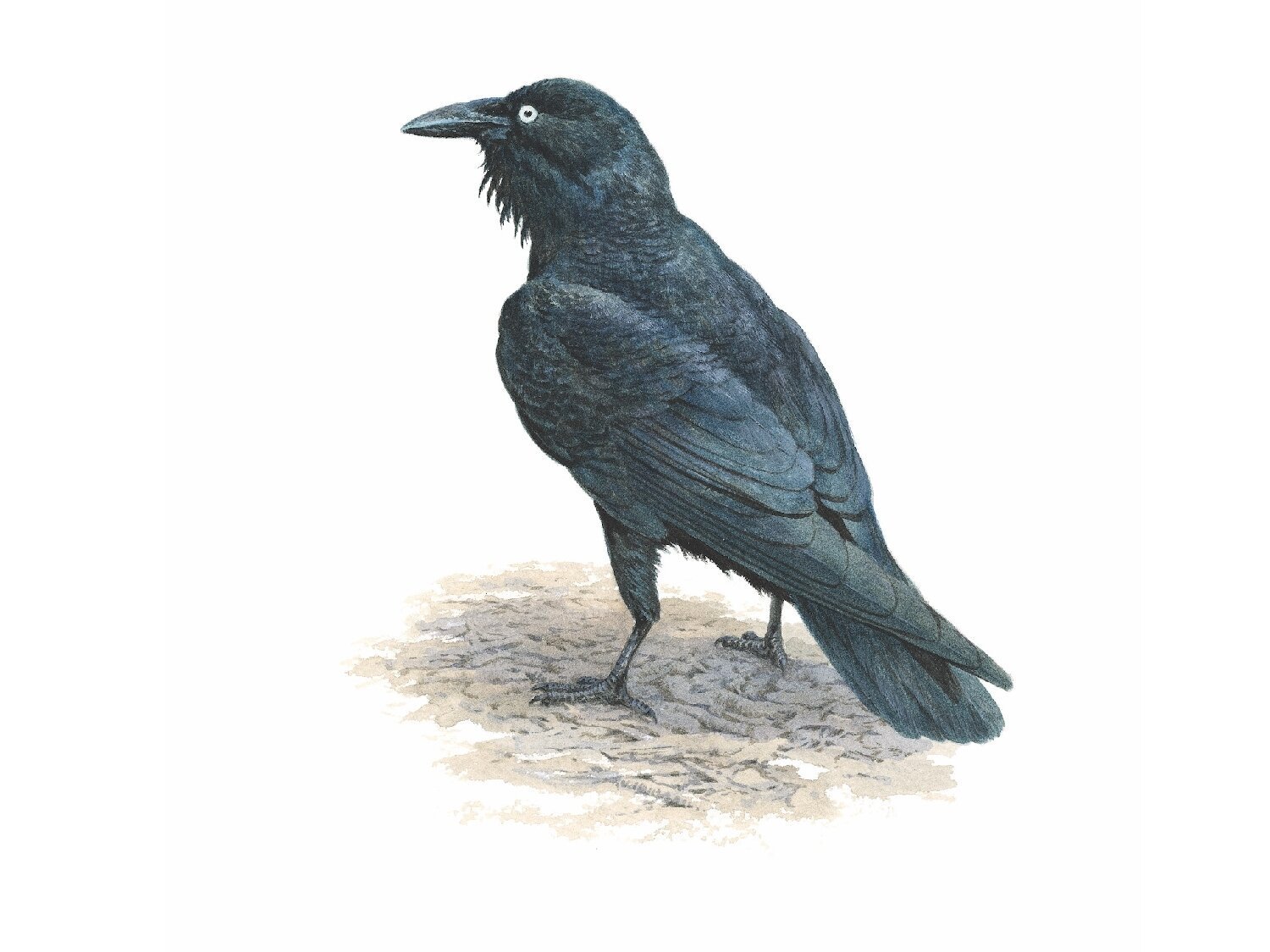 Черный ворон рисунок детский фото