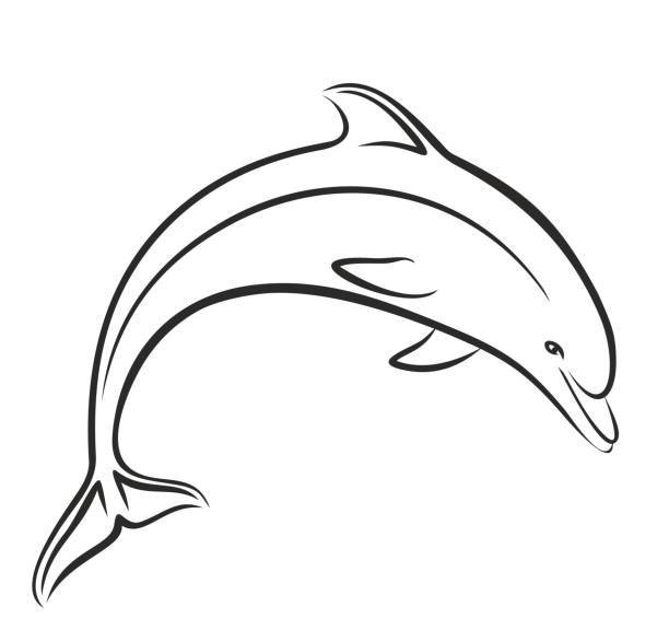 Дельфин контурный рисунок фото