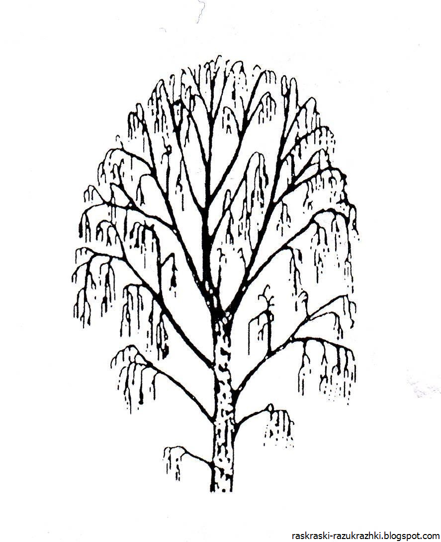 Дерево береза детский рисунок фото
