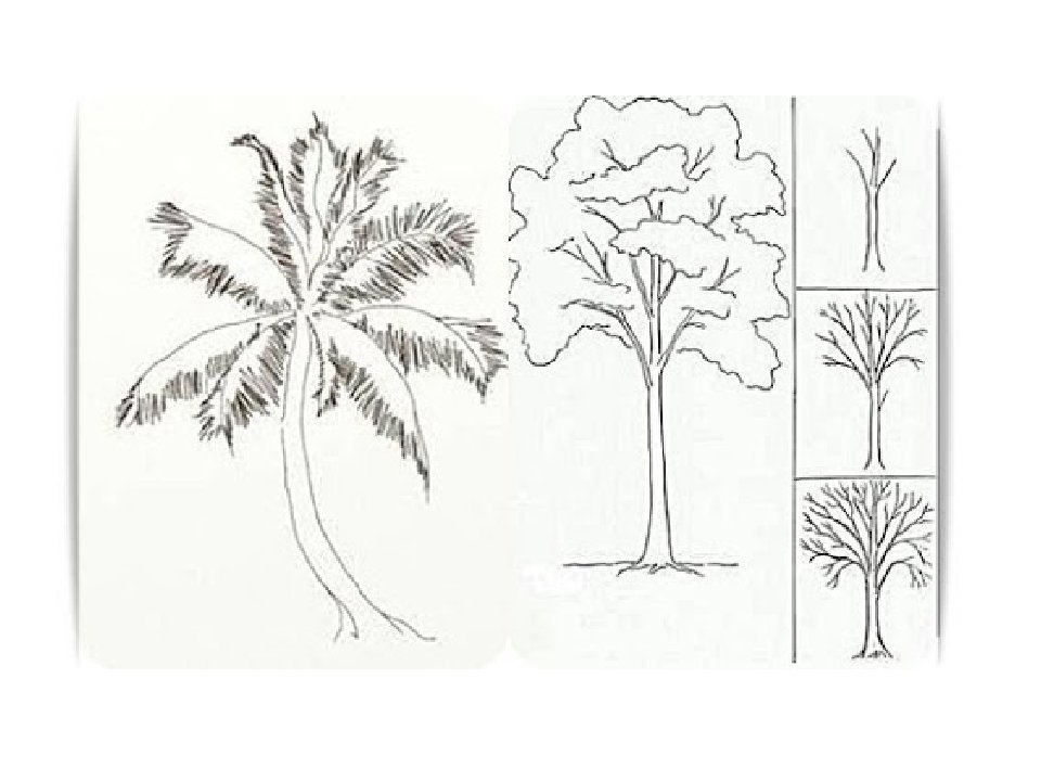 Дерево простым карандашом рисунок для детей поэтапно фото