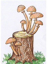 Детские рисунки грибы опята фото