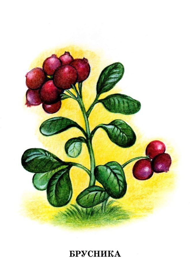 Детские рисунки лесные ягоды фото