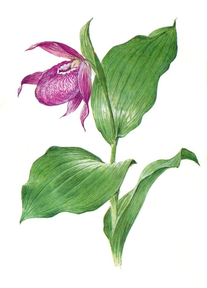 Детские рисунки растений из красной книги фото