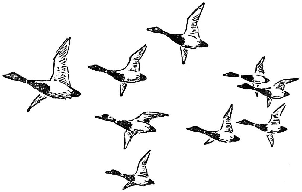 Детские рисунки улетающих птиц фото