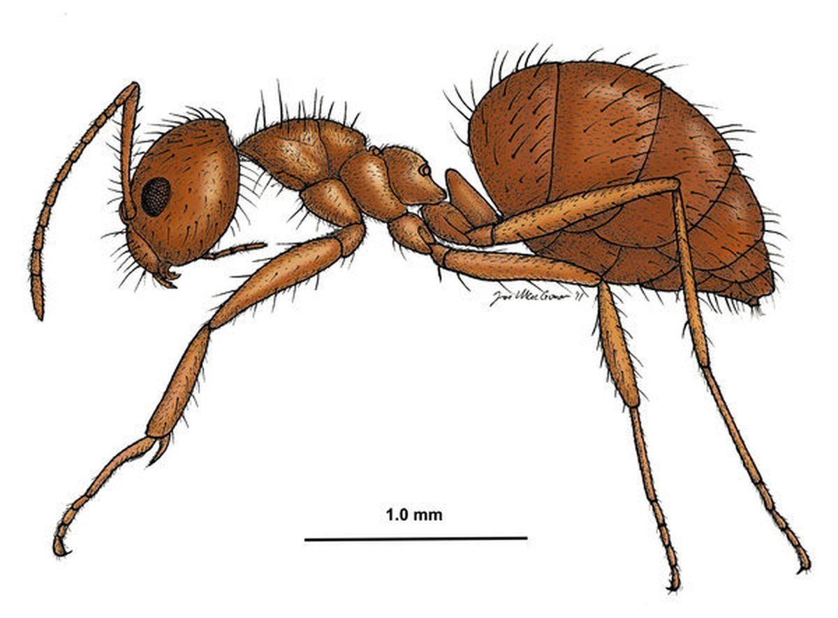 Детский муравей рисунок фото