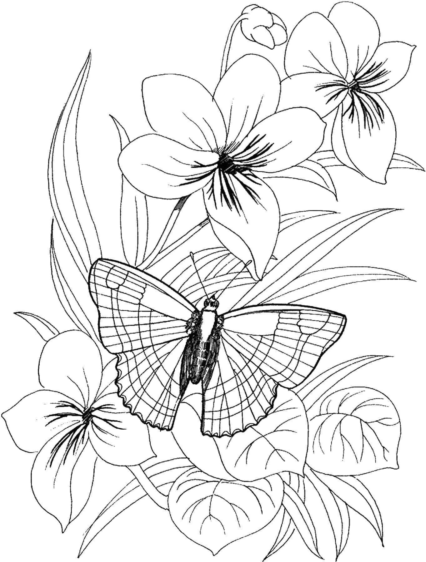 Детский рисунок бабочка и цветочек фото