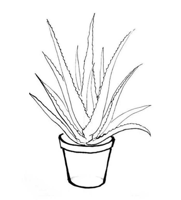 Детский рисунок домашнее растение фото