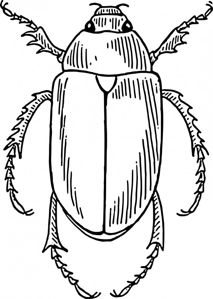 Детский рисунок майский жук фото
