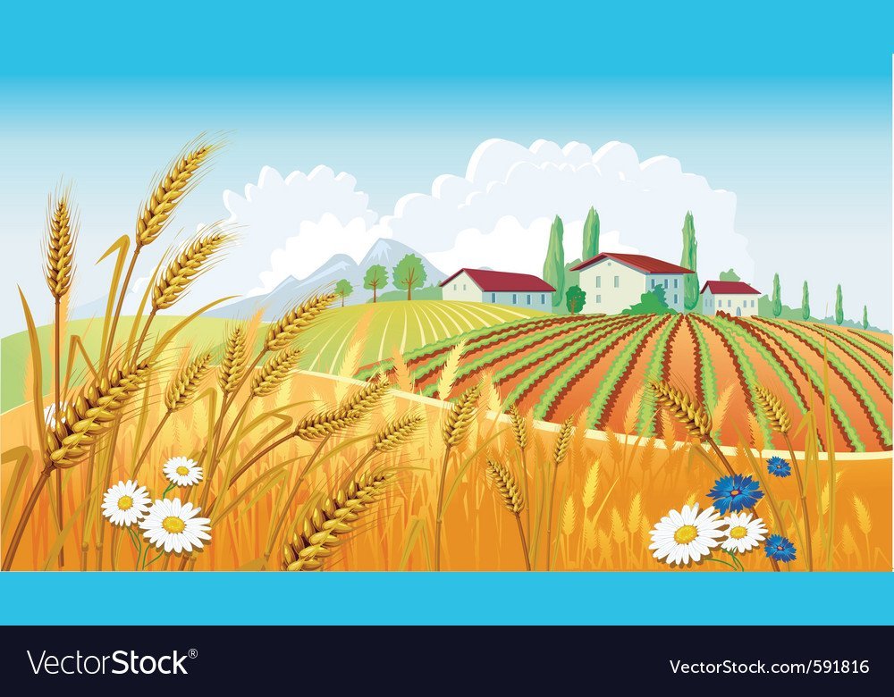 Детский рисунок поле пшеницы фото