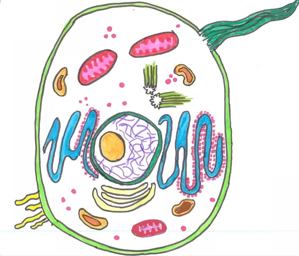 Детский рисунок растительной клетки фото