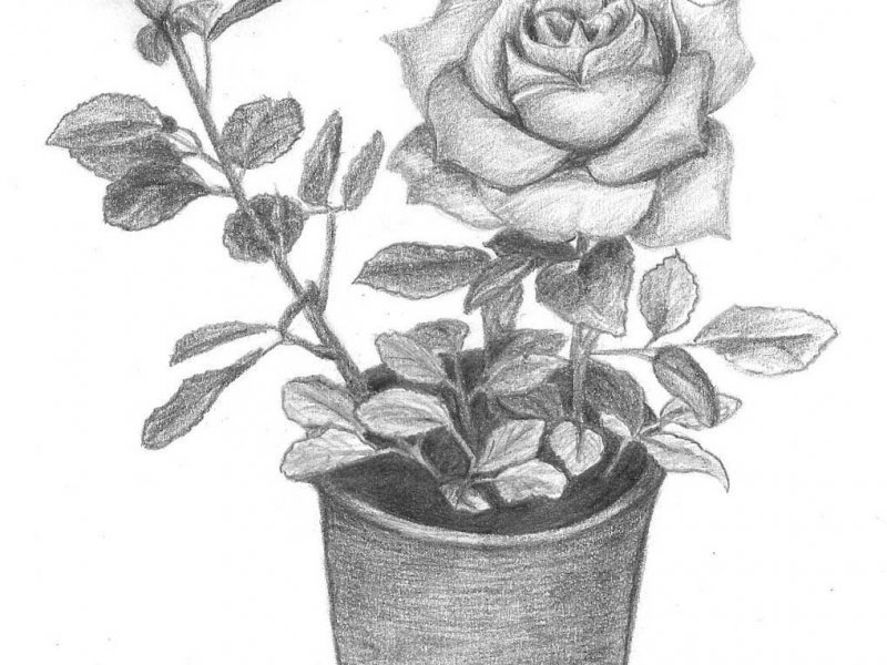 Детский рисунок роза в горшке фото
