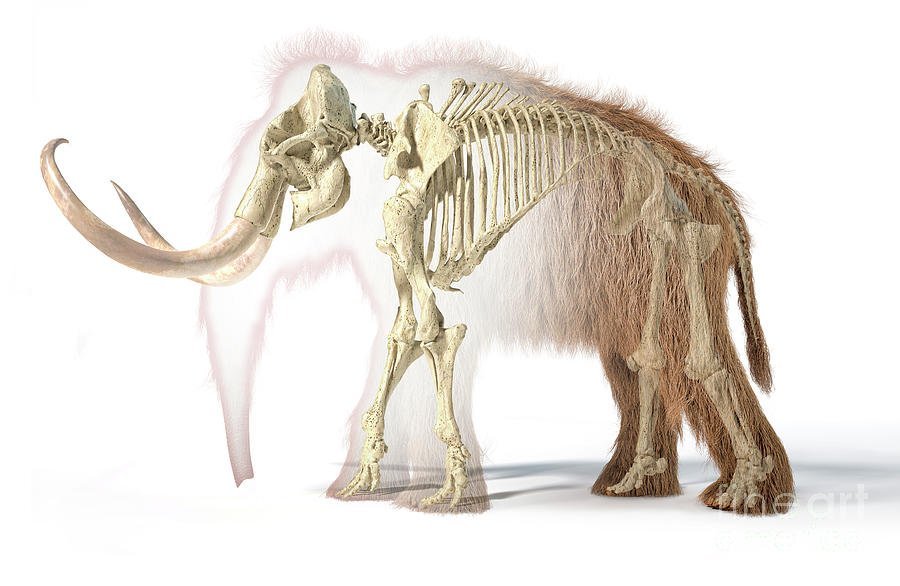 Детский рисунок скелет мамонта фото