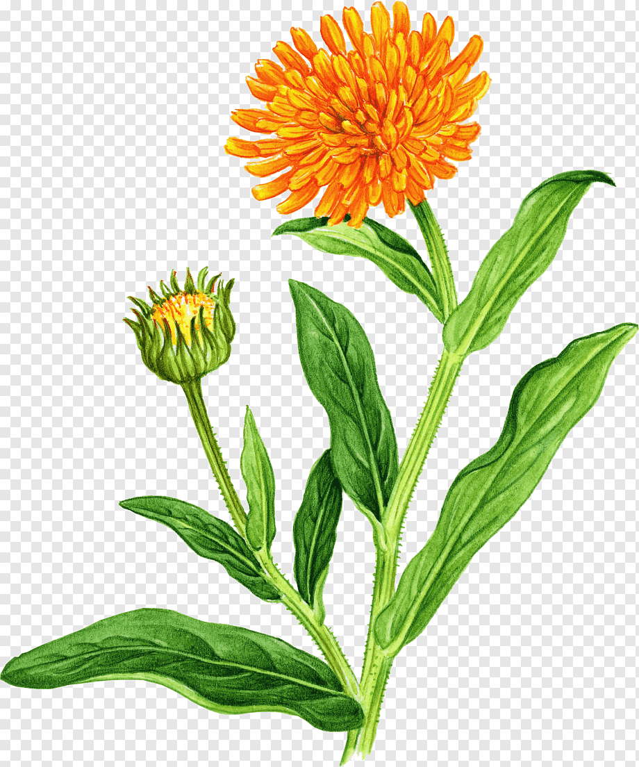 Детский рисунок травянистое растение фото