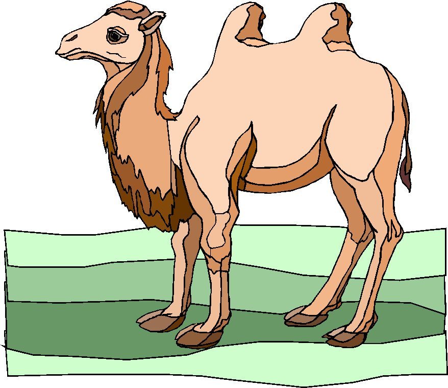 Детский рисунок верблюд фото