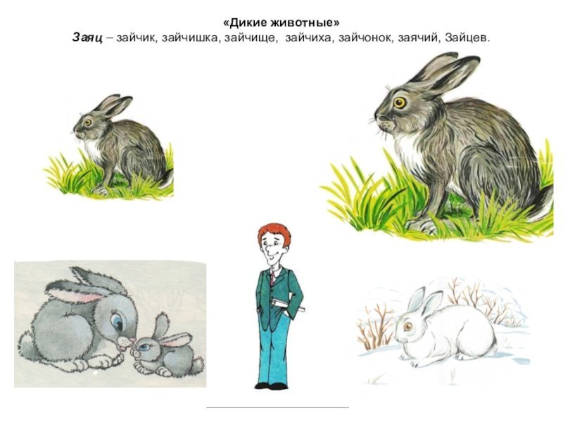 Дикие животные рисунки заяц фото