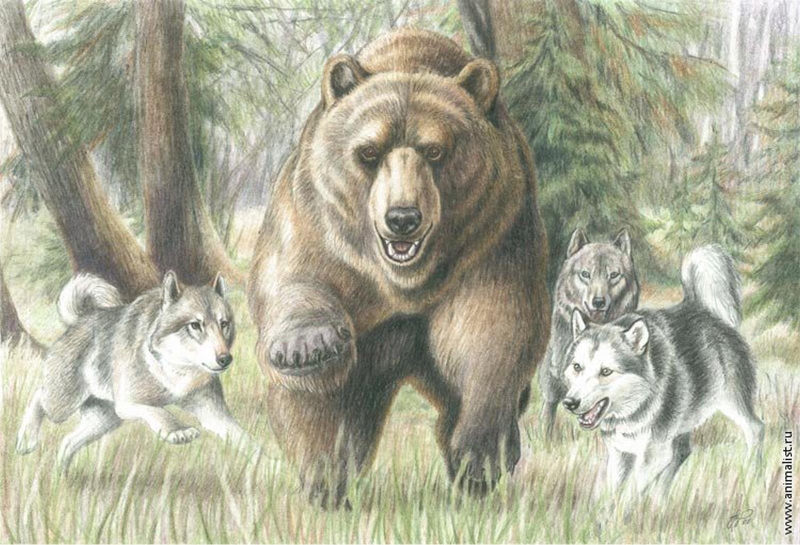 Дикие животные в лесу рисунок фото