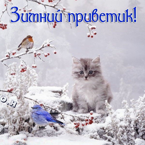 Доброе утро открытки с котами зимние фото