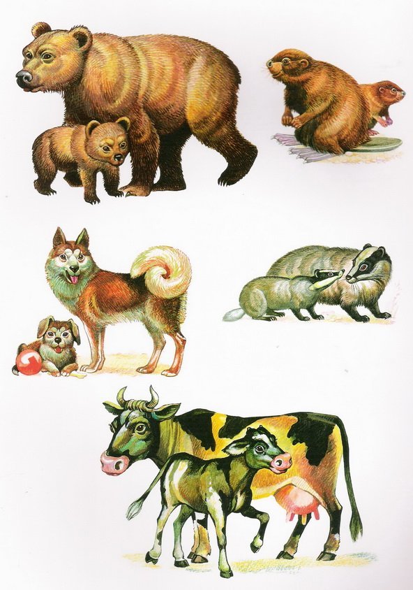 Домашние животные и дикие животные рисунки фото