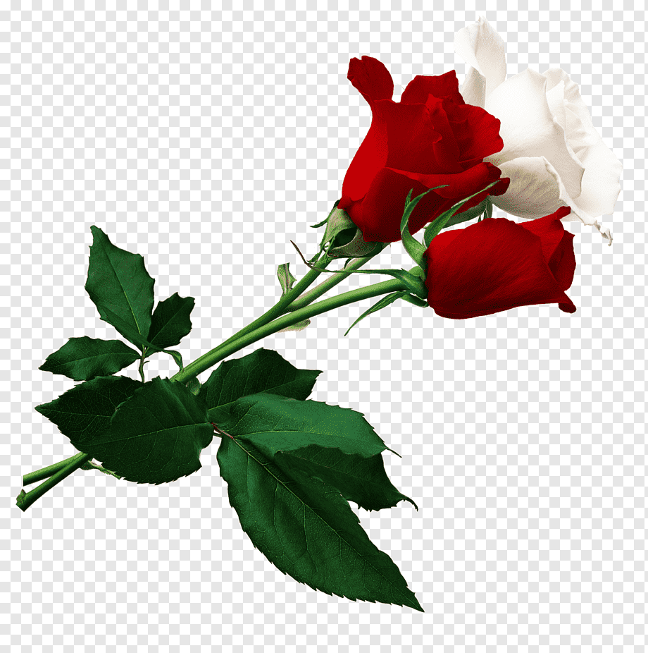 Две розы на прозрачном фоне фото