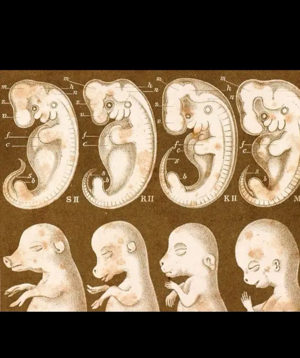 Эмбрион животного рисунок фото