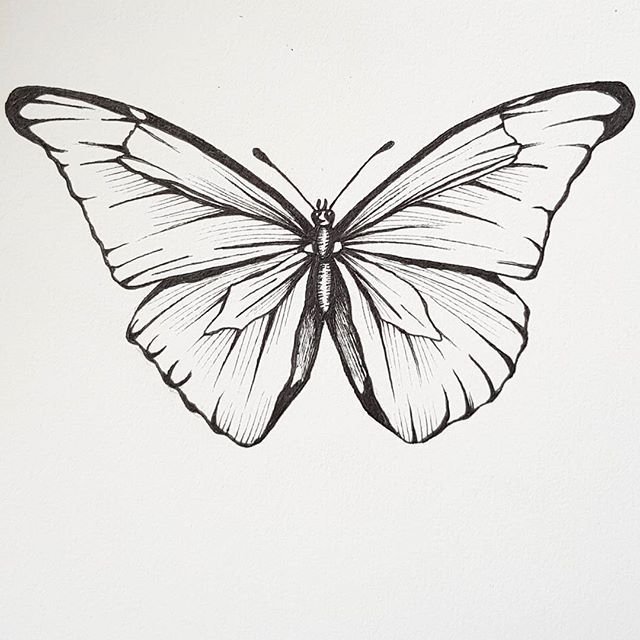 Эскиз рисунок бабочка фото