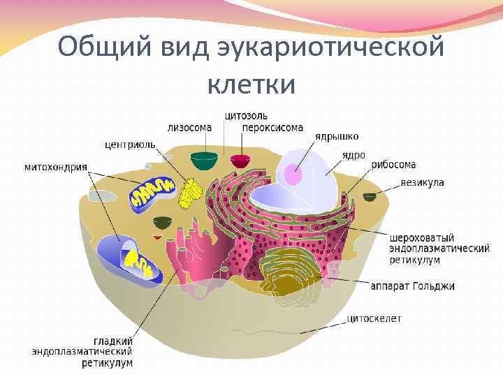 Эукариотическая клетка животная рисунок с подписями фото